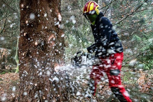 Teile des Röttlerwalds in Lörrach sind wegen Baumfällarbeiten nicht begehbar