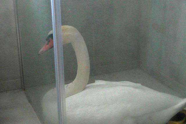 Schwan gehabt: Wasservogel nistet sich im Badezimmer ein