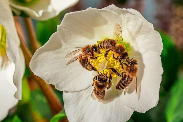 Bienen im Winter: Kurz summte und brummte es im Freiburger Stadtgebiet