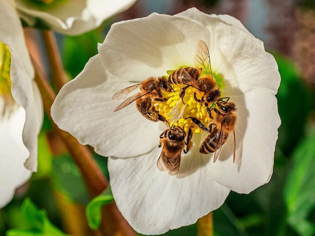 Bienen auf einer Christrose.  | Foto: Beate Seelmann-Eggebert