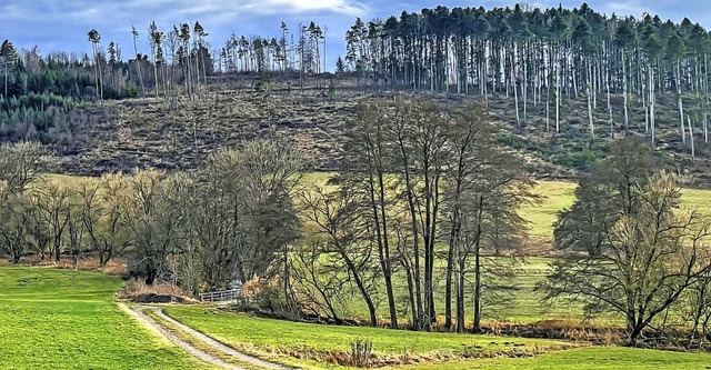 Borkenkfer, Trockenheit und Strme haben dem Wald extrem zugesetzt.  | Foto: Wilfried Dieckmann