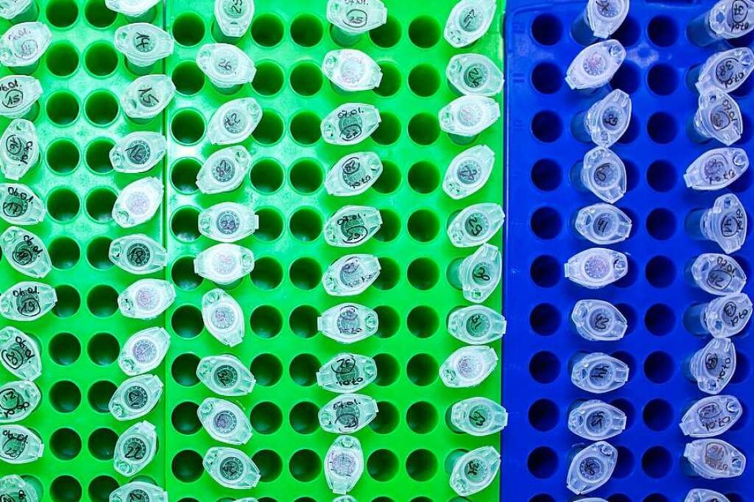 Proben stehen in einem Labor für Coron...neuen Varianten und Mutationen bereit.  | Foto: Jens Büttner (dpa)