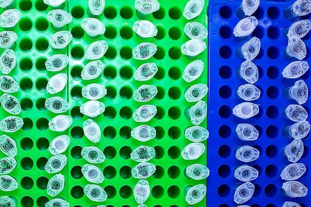Proben stehen in einem Labor fr Coron...neuen Varianten und Mutationen bereit.  | Foto: Jens Bttner (dpa)
