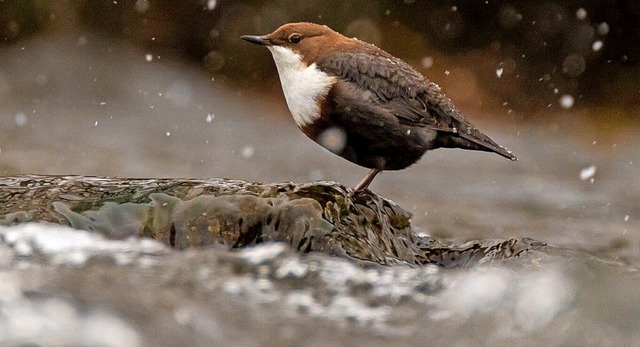 Je mehr Wasseramseln an einem Gewsser... will die Zahl der Vgel nun erfassen.  | Foto: Nabu Kreis Emmendingen