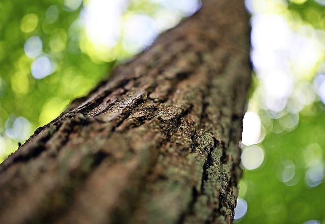 In den letzten Jahren sind auch Buggin...ern unter der Borke befallen gewesen.   | Foto: Uli Deck (dpa)