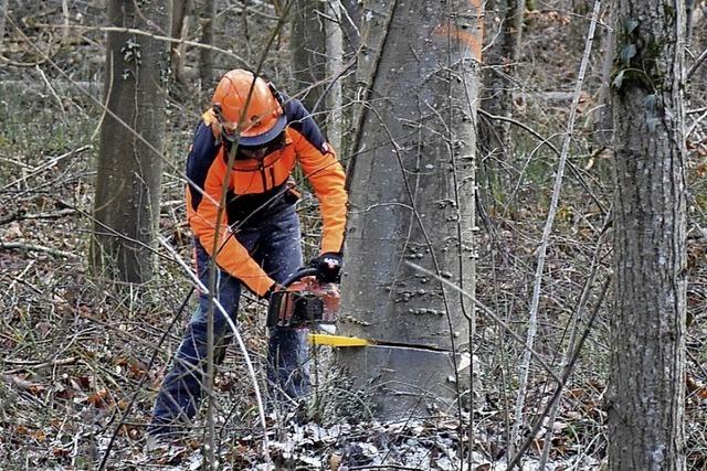 Regeln beim Schlagen von Brennholz