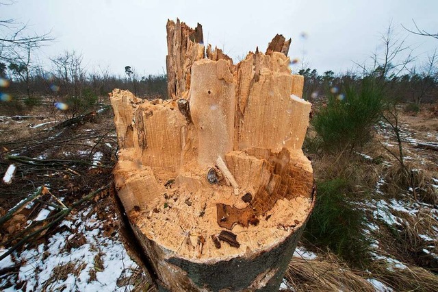 Der Klimawandel setzt auch Buchenbestnden zu.  | Foto: Boris Roessler