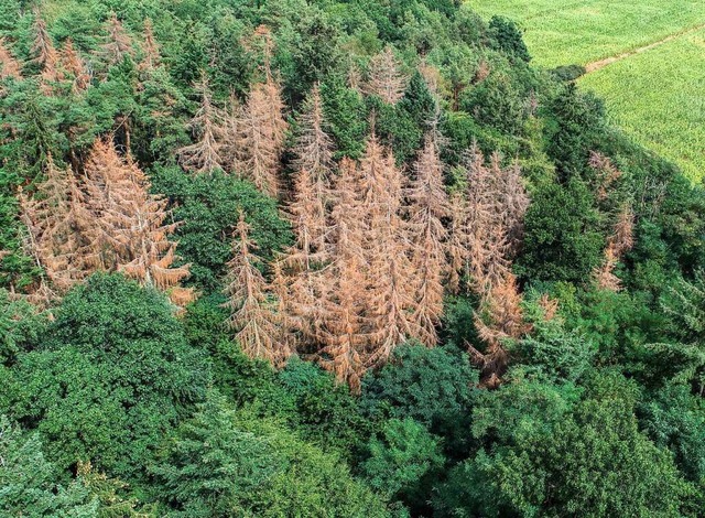 Tote Fichten sind Alltag geworden im  Wald.  | Foto: Sebastian Gollnow