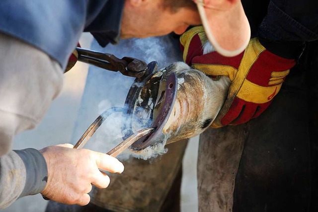 Heie Glcksbringer: Ein Schmied brennt ein Hufeisen auf einen Pferdehuf.  | Foto: Foto via www.imago-images.de