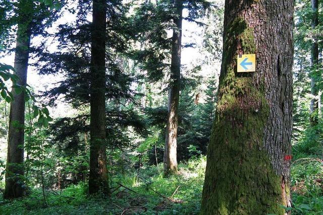 Spaziergang im Gundelfinger Wald – mit den Försterinnen im Ohr