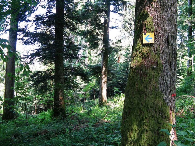 Im Gundelfinger Wald lsst es sich gut...hrung durch die Frsterinnen mglich.  | Foto: Gabriele Diehr