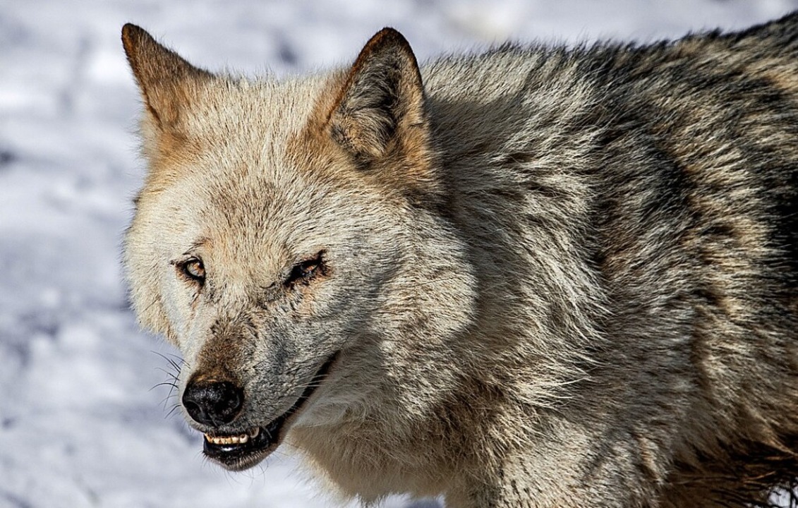 Der Wolf richtet in Tatzmania keinen Schaden an.  | Foto: Hubert Gemmert