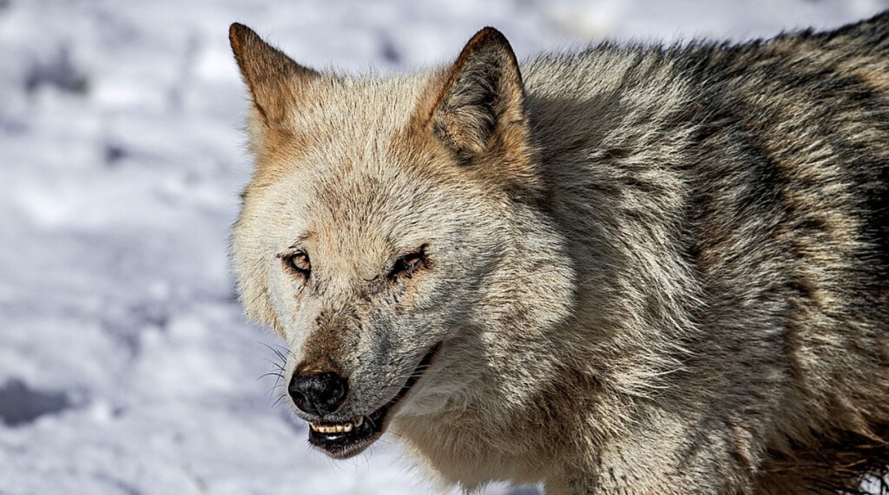 Der Wolf richtet in Tatzmania keinen Schaden an.  | Foto: Hubert Gemmert