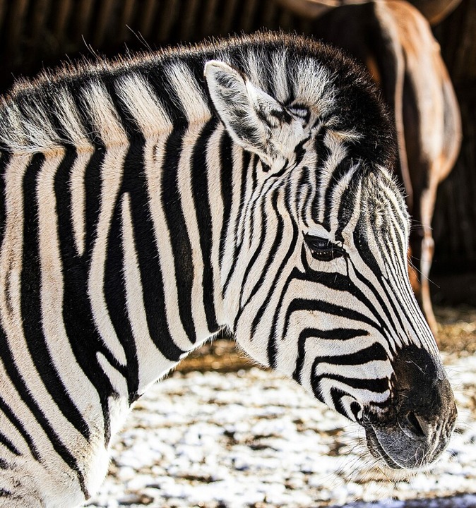   | Foto: Hubert Gemmert