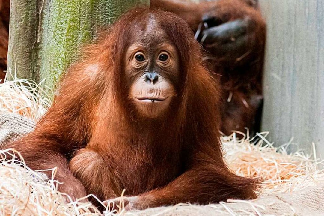 Primaten wie der Orang-Utan sind mensc...och nutzen ihnen Grundrechte wirklich?  | Foto: Zoo Basel (Torben Weber)
