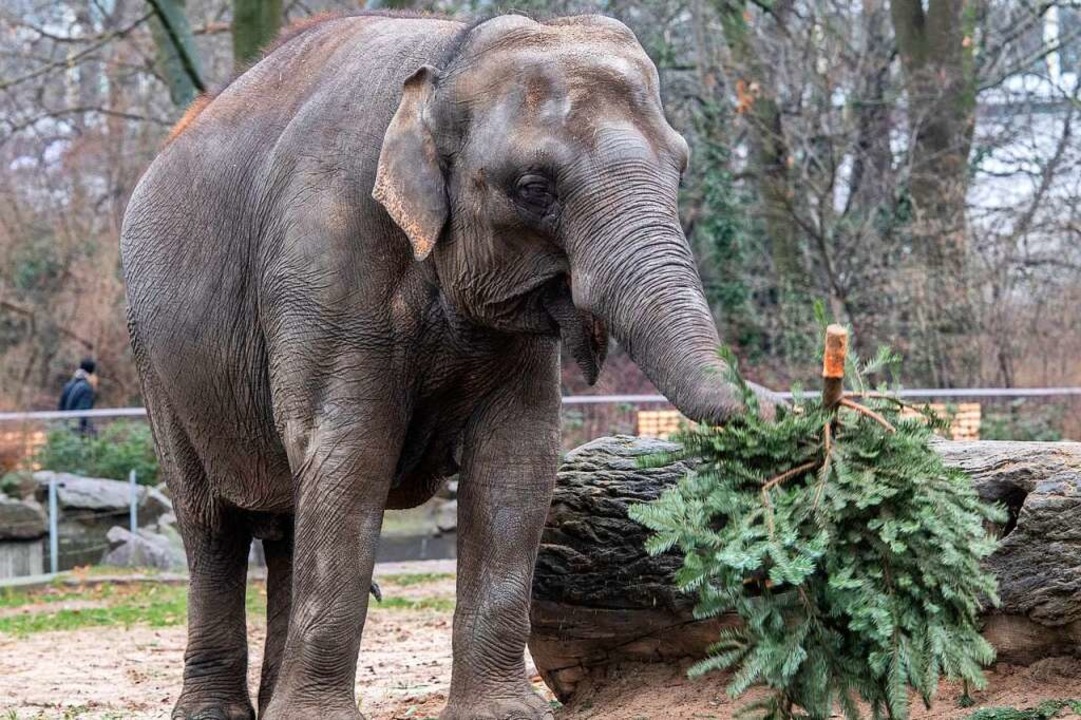 Elefanten im Zoo freuen sich über alte Christbäume.  | Foto: Paul Zinken (dpa)