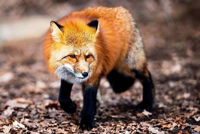 Fuchs tötet zwei Gänse in Haltingen und findet nicht mehr aus dem Stall