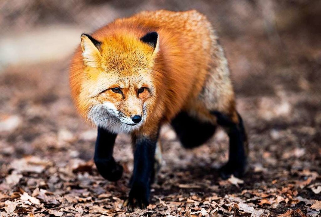 Fuchs hat nicht die Gans gestohlen, so... im Gänsestall verlaufen (Symbolbild).  | Foto: Alexander Heinl