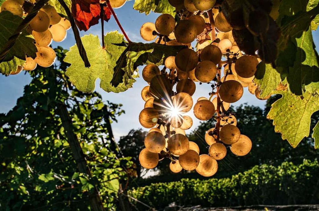 Badischer Wein wird auch ohne den alte...iterhin häufig von der Sonne verwöhnt.  | Foto: Frank Rumpenhorst