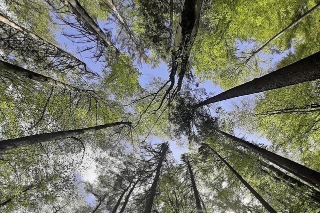 Wald und Ertrag haben sich 2021 erholt