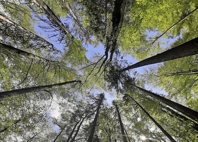 Wald in Simonswald   | Foto: Bernd Fackler