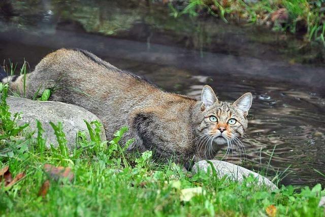 Wildkatzen gibt es jetzt wieder flächendeckend im Markgräflerland