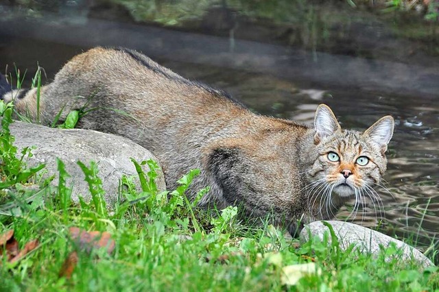 Wildkatzen sind scheu und leicht mit Hauskatzen zu verwechseln.  | Foto: Daniel Gramespacher