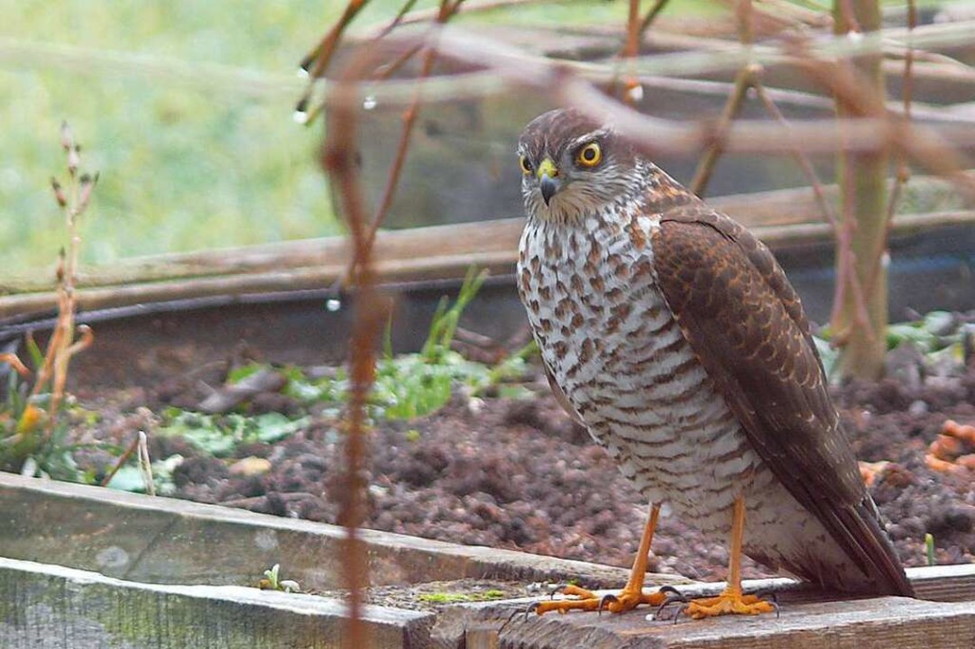 Seltener Besucher: ein Sperber.  | Foto: Thomas Ruppert