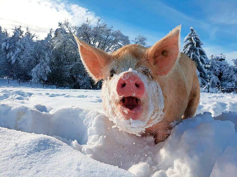 Saugut  finden die Weideschweine auch ein  winterliches Bad im Schnee.  | Foto:  privat