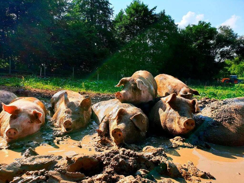 Räkeln in der Suhle gehört zu den liebsten Beschäftigungen der Schweine.  | Foto:  privat
