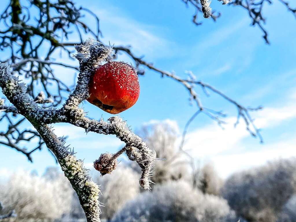 In glitzernder und eisiger Umgebung hngt dieser Apfel an einem Baum in der March.