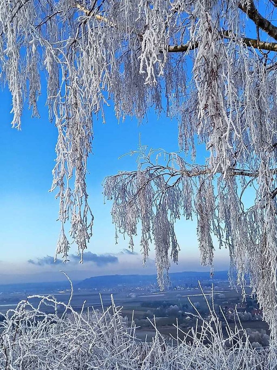 Die ste einer Birke mit Eiskristallen auf dem Batzenberg