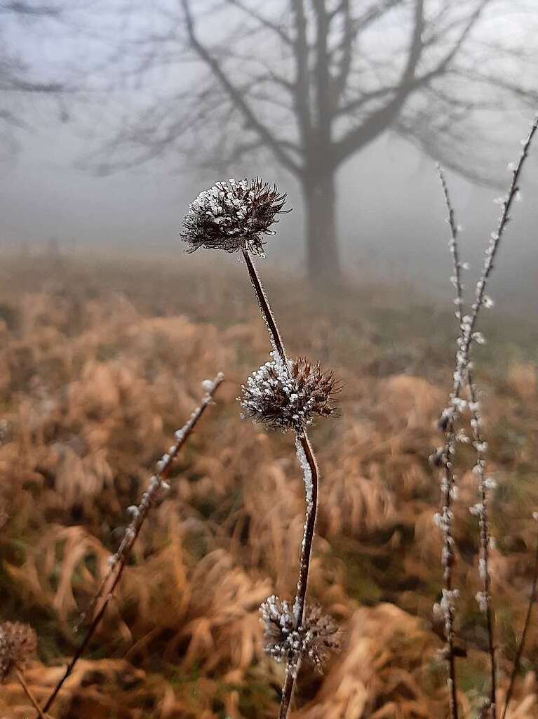 Nebel und Sonne am Schnberg