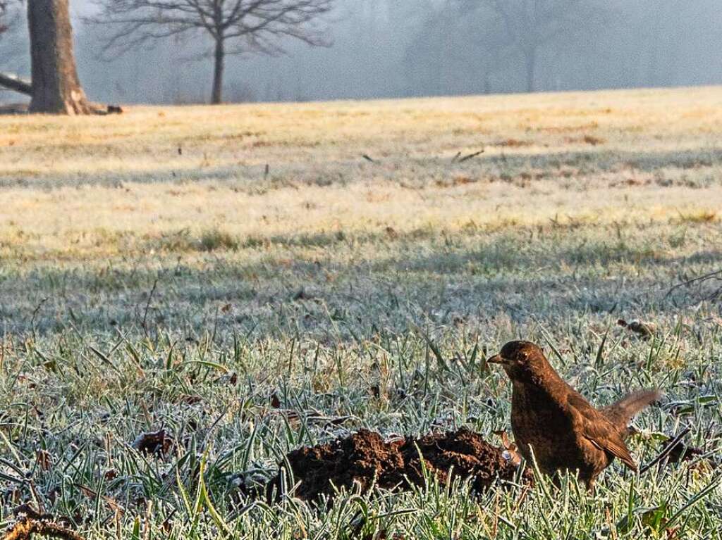 Es ist ein kalter Januarmorgen mit Restnebel und etwas Sonne im Dreisamtal. Ein Amsel-Weibchen hat einen frischen Maulwurfshgel im angefrorenen Boden entdeckt.