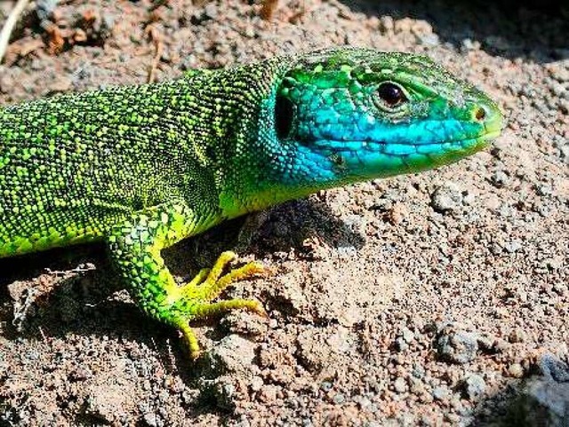 Die Westliche Smaragdeidechse hat groe Teile der neuen Bschungen besiedelt.  | Foto: Reinhold Treiber