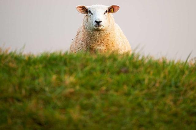 Rätselhafter Fall um gestohlenes Schaf bei Wieden