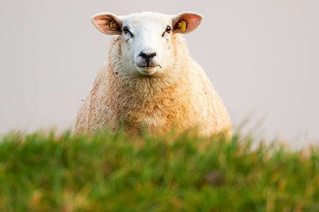 Dem Schaf ist glcklicherweise nichts passiert.  | Foto: Mohssen Assanimoghaddam (dpa)