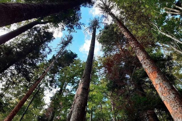 In St. Peter hat sich auf 15 Hektar ein Waldbestand entwickelt, der Urwäldern sehr nahe kommt