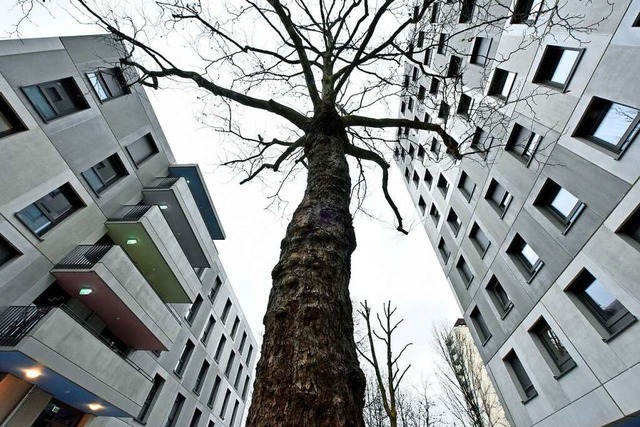 Wie hoch sollen die Gebude auf dem ba...iskutierte der Denzlinger Gemeinderat.  | Foto: Michael Bamberger