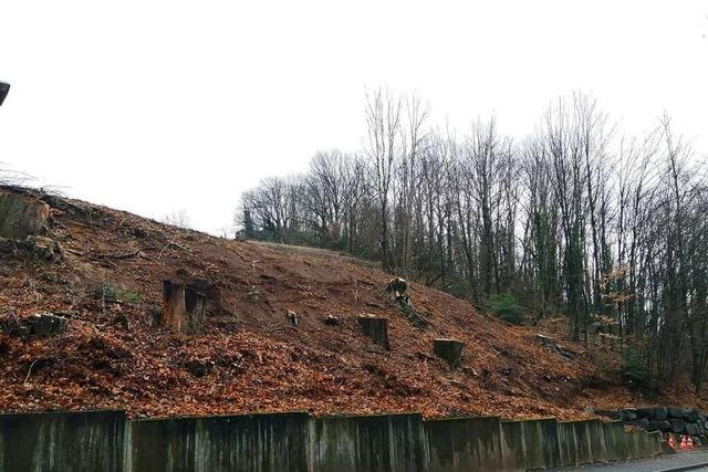 Erhaltenswerte Bäume in Kollnau abgesägt – Stadt will Anzeige erstatten