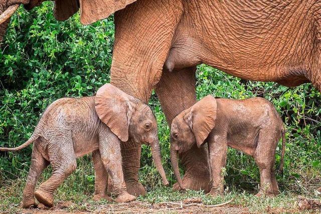 Seltene Elefantenzwillinge in Kenia geboren