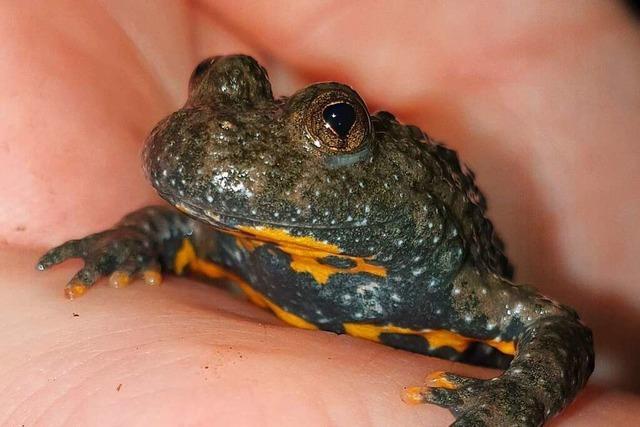 Gelbbauchunken am Rande eines knftigen Baugebiets alarmieren in Steinen Naturschtzer