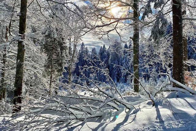 Schneebedeckte Zweige und Wege auf dem Schauinsland