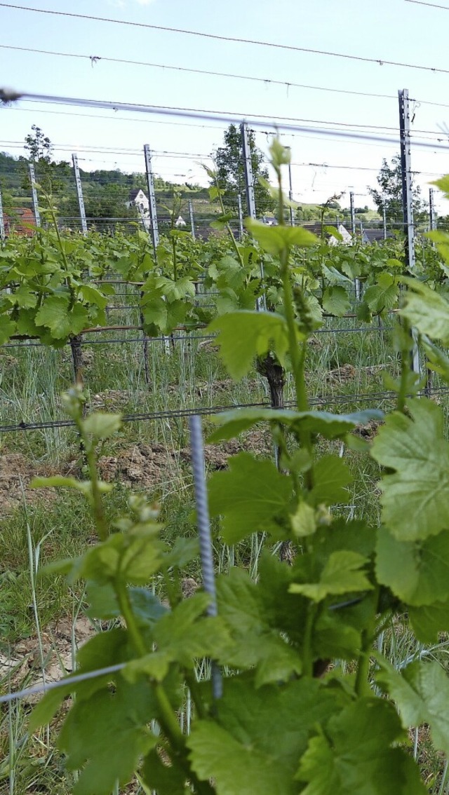 Der Weinbau  litt 2021 sehr unter Klt...  Das Bild entstand in Bischoffingen.   | Foto: Gerold Zink