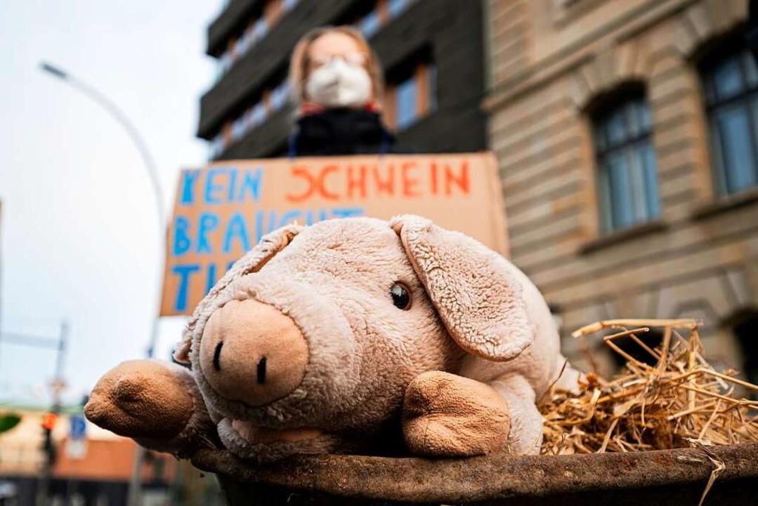 Ein Plsch-Schwein liegt bei der Protestaktion in einer Schubkarre mit Heu.  | Foto: Fabian Sommer (dpa)