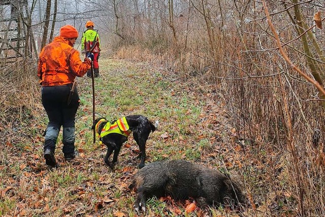 Drckjagden sind nichts fr schwache N... an einem erlegten Wildschwein vorbei.  | Foto: Hannes Selz