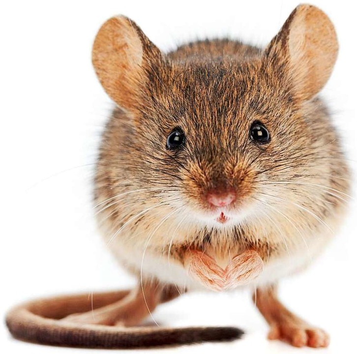 Das Virus kann mittlerweile auch Mäuse befallen.  | Foto: Szasz-Fabian Jozsef ( stock.adobe.com)