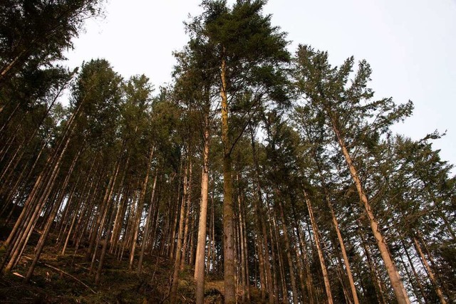 Der Sulzburger Wald soll in einen klim...fr das laufende Forstjahr vorstellte.  | Foto: Volker Mnch
