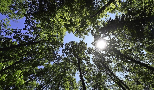 Der Wald in Hinterzarten soll wieder lichter werden.  | Foto: Uli Deck (dpa)