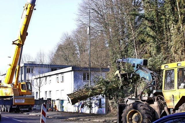 Bume an der Bundesstrae gefllt